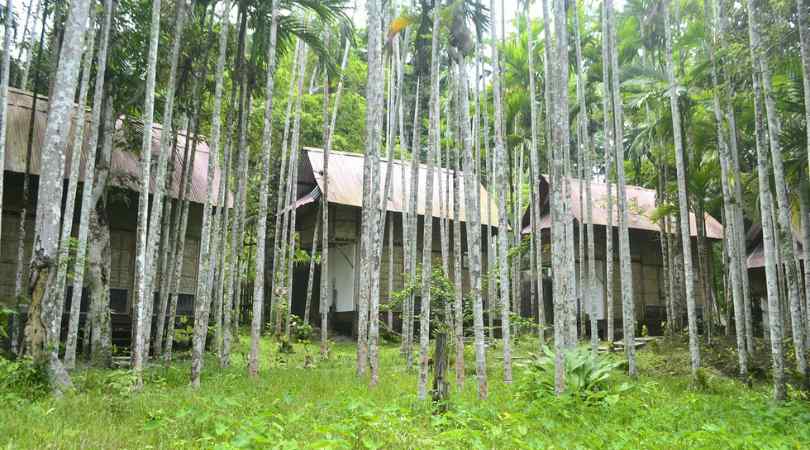 forest elephant resort