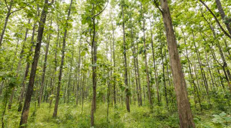 Kottachedu Teak Forest