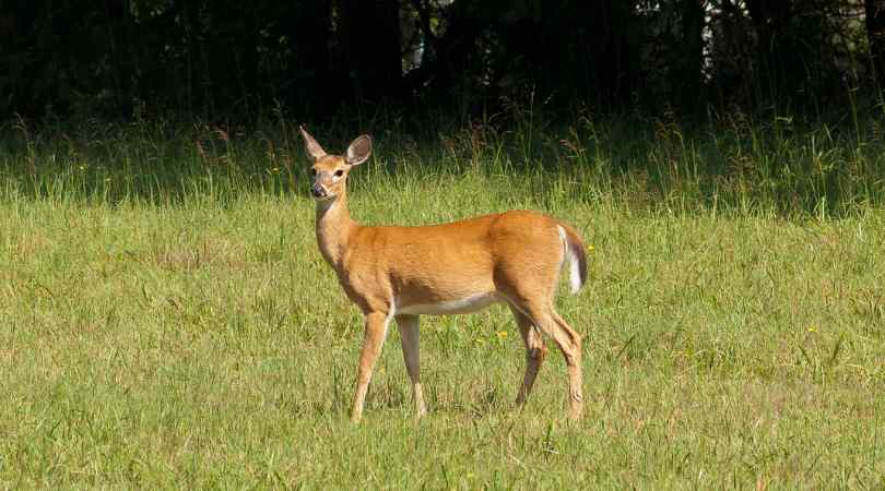 deer park yercaud