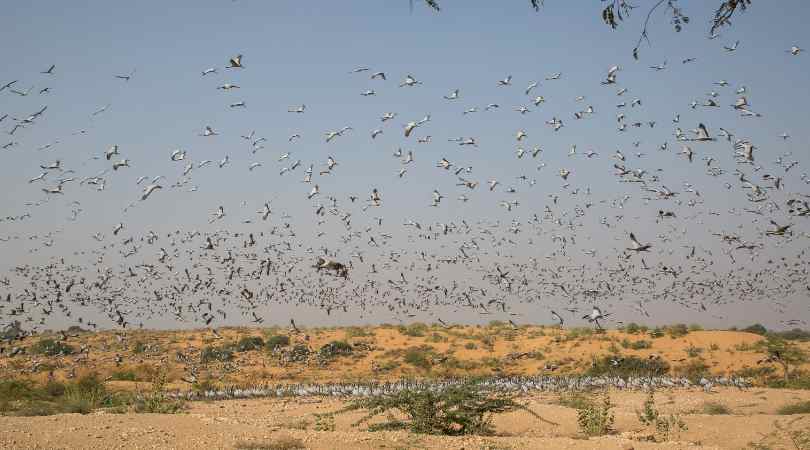 Khichan Rajasthan