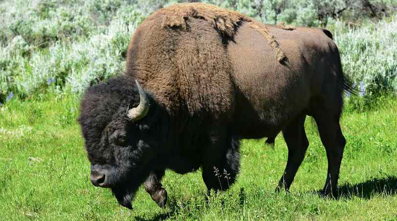 Bison Valley