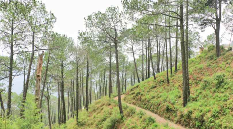 Kasauli Himachal Pradesh