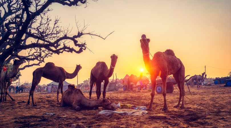 Pushkar in winter