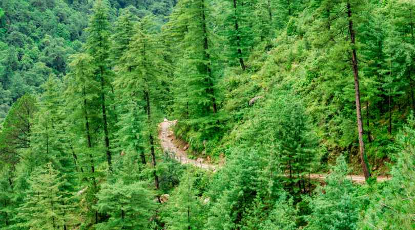 Sainj Valley Himachal